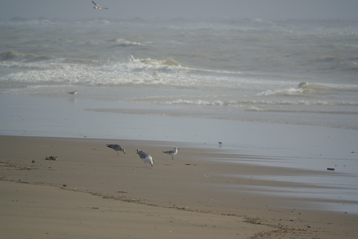 racek černohlavý - ML647238923