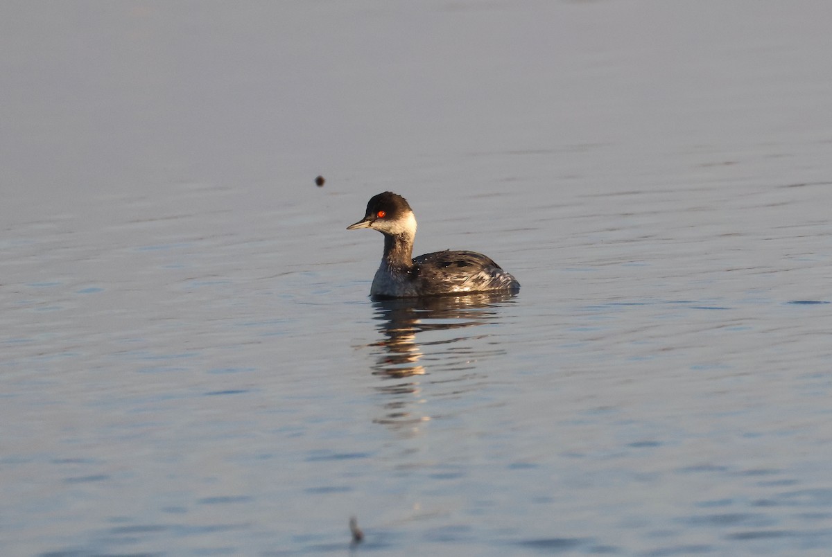 Grèbe à cou noir - ML647238928