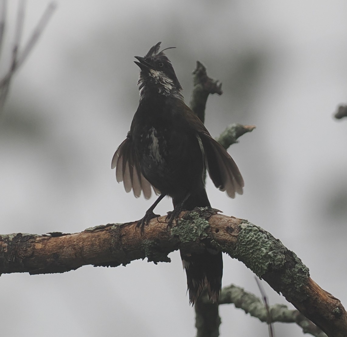 Eastern Whipbird - ML647238929