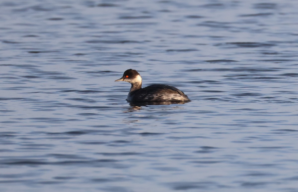 Grèbe à cou noir - ML647238932