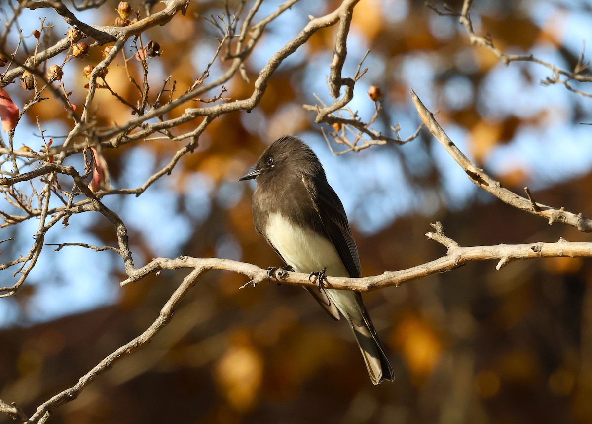 Black Phoebe - ML647238963