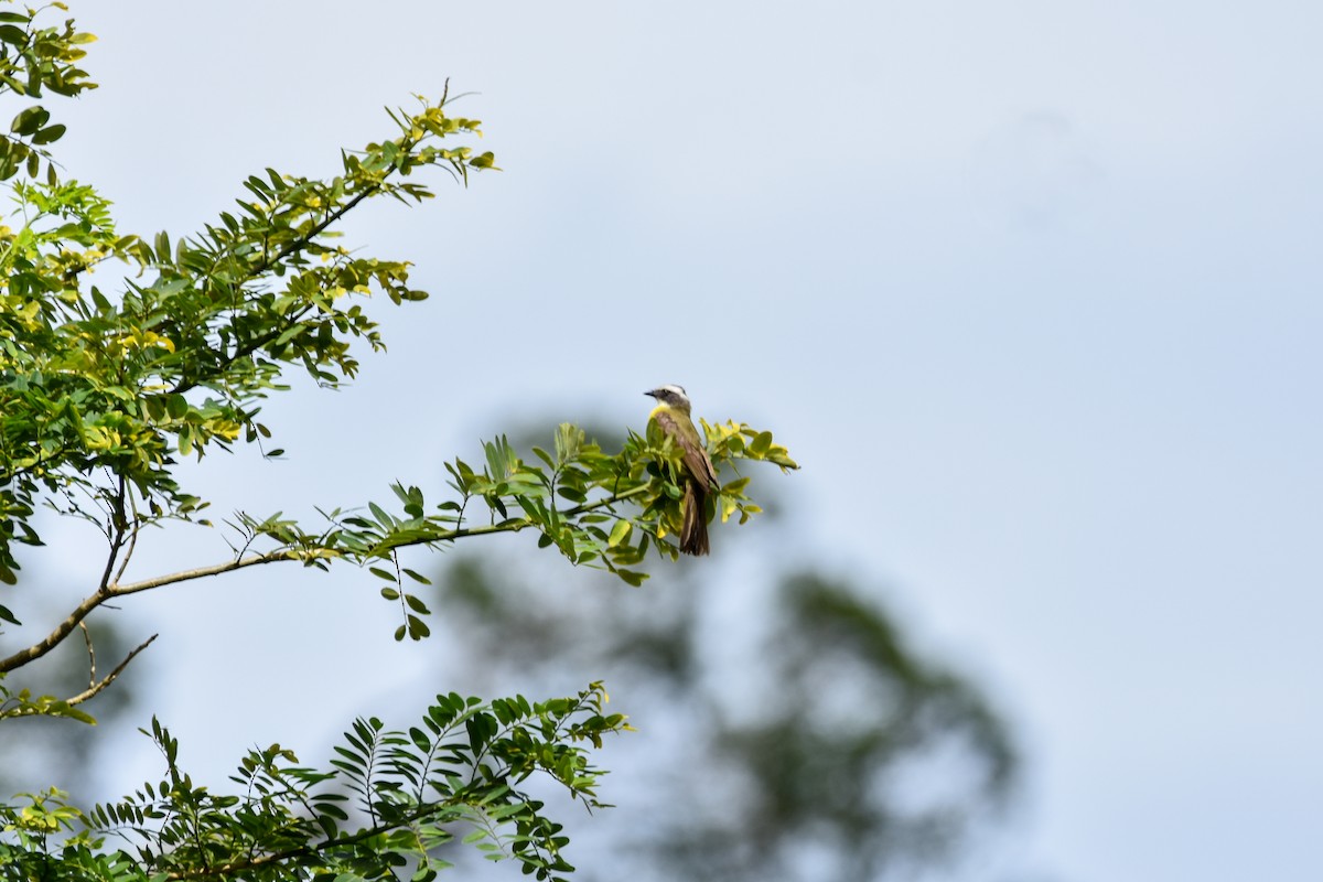 Tyran sociable - ML647238973