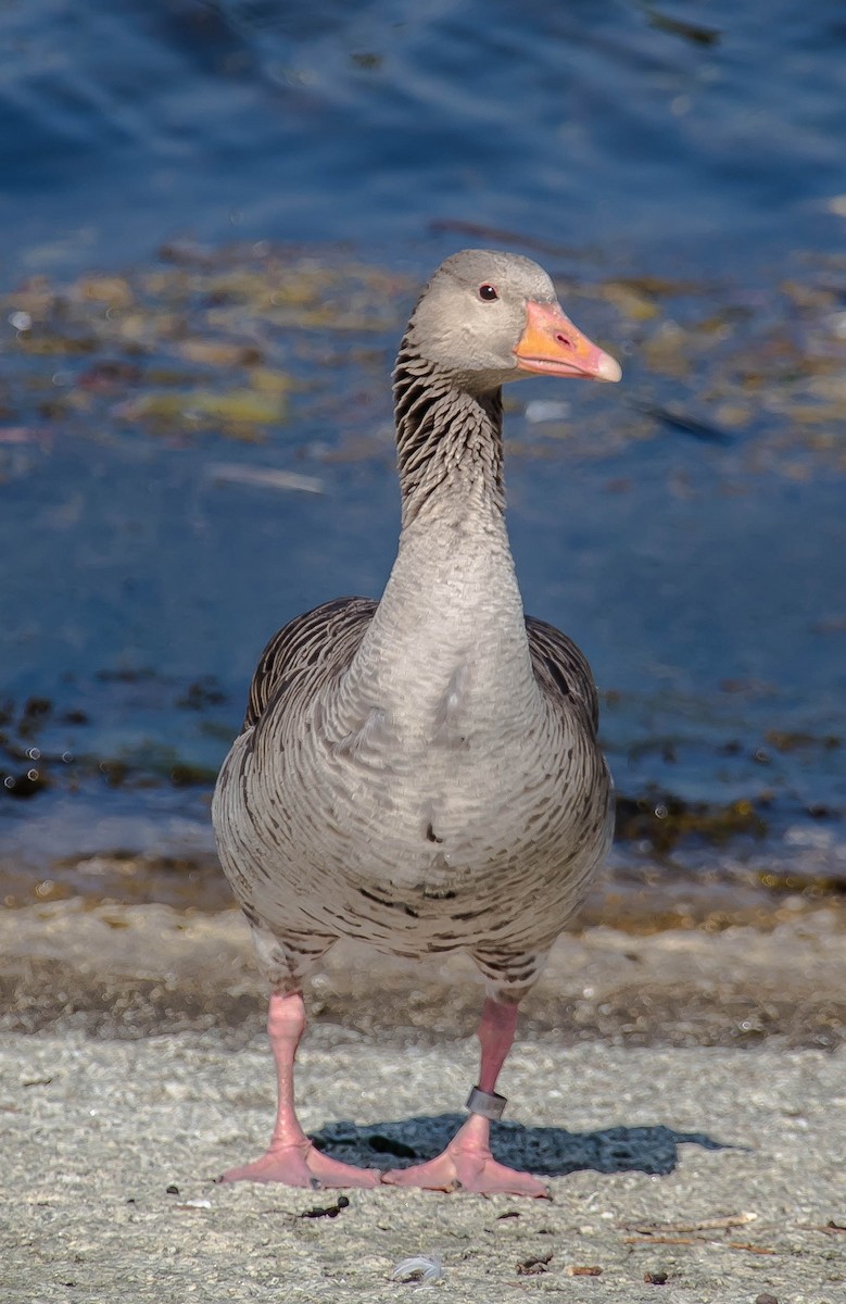 husa velká - ML647238980