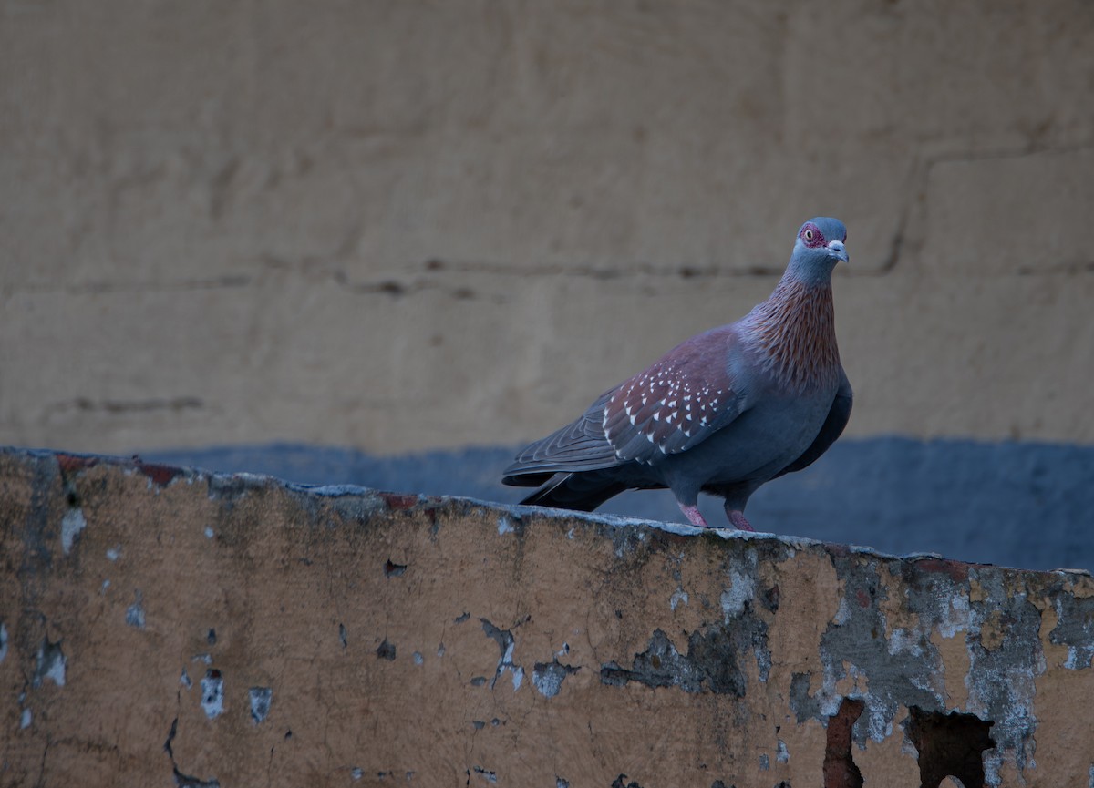 Speckled Pigeon - ML647238985