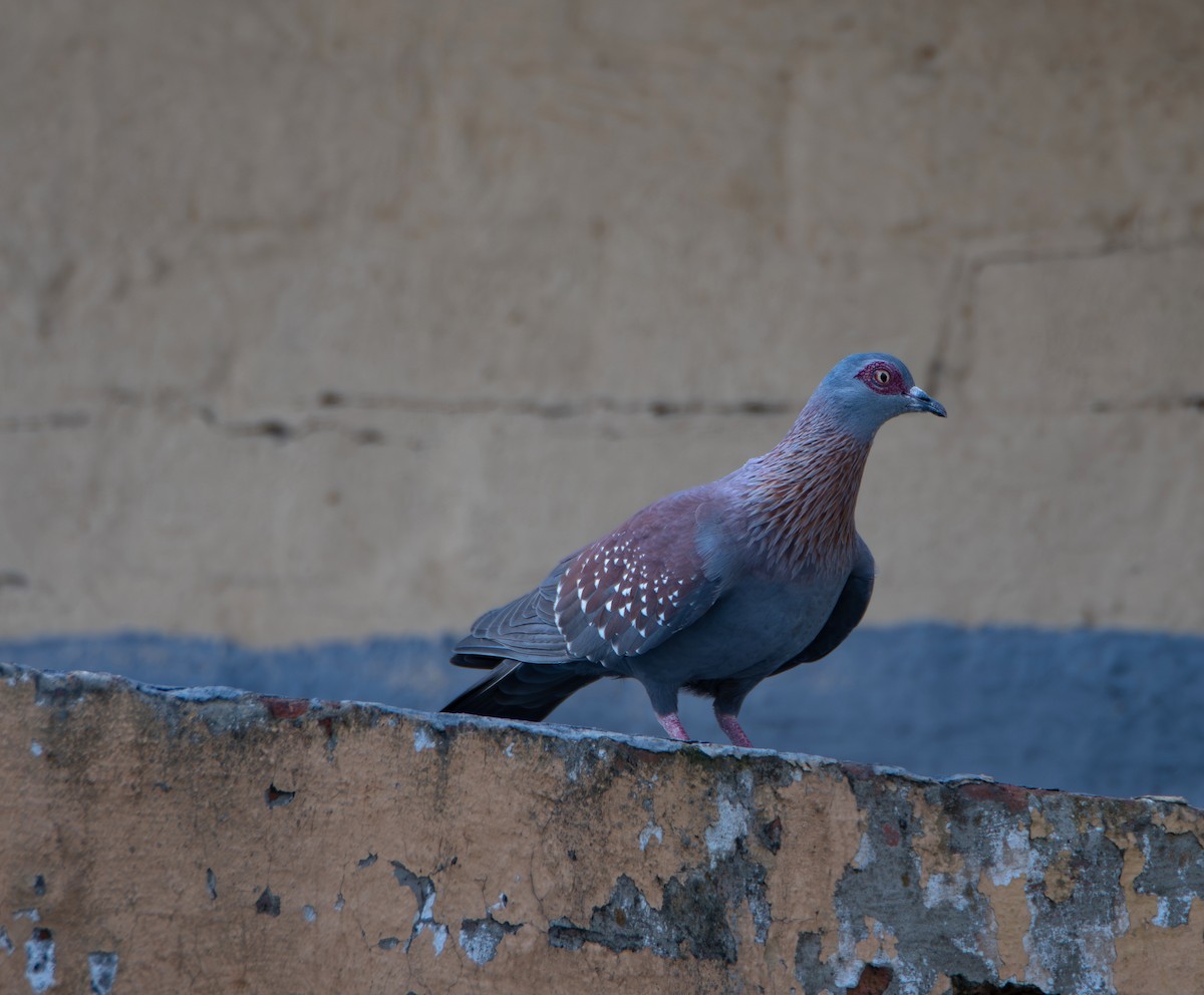 Speckled Pigeon - ML647238986