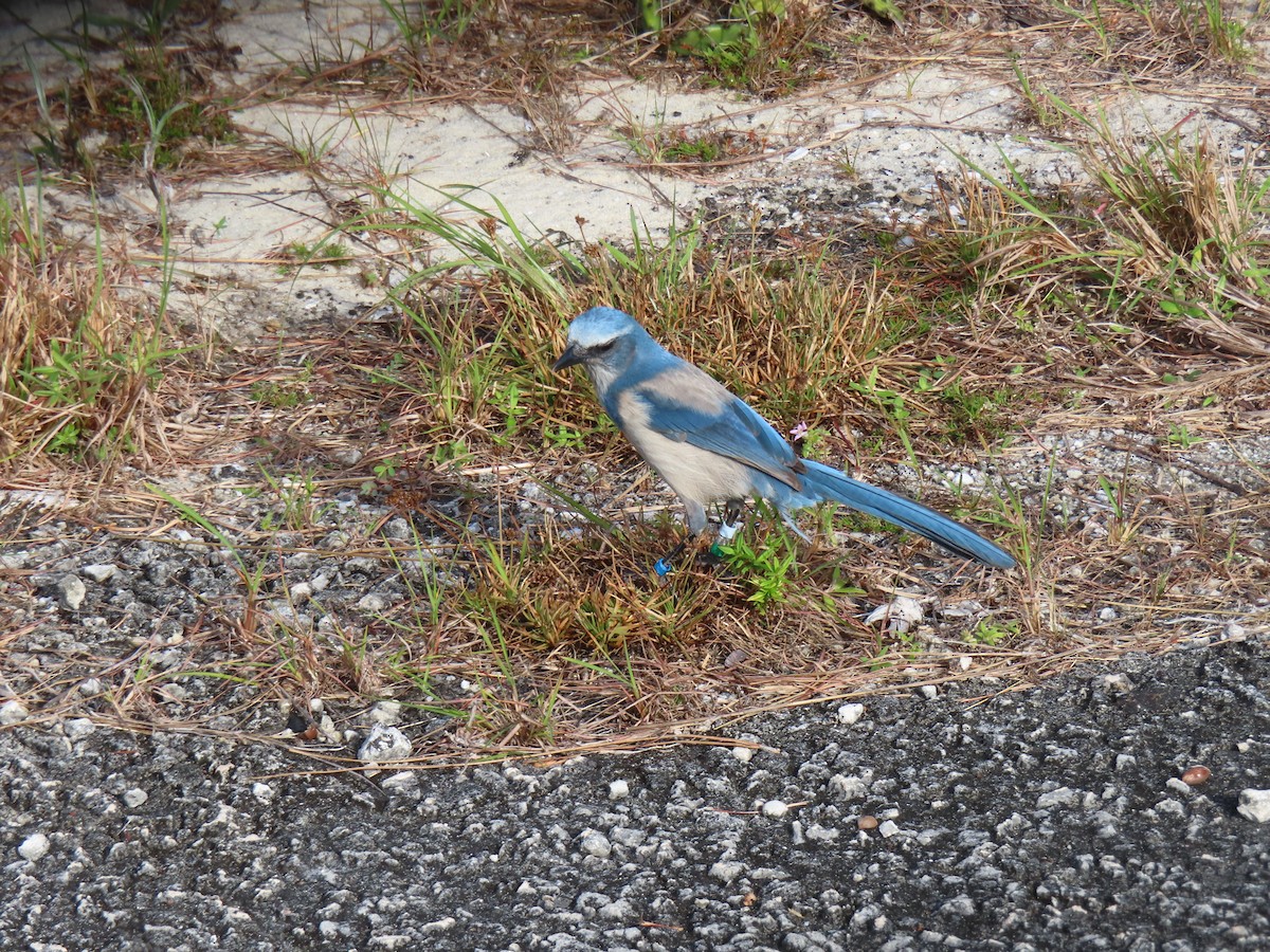 Florida Scrub-Jay - ML647239005