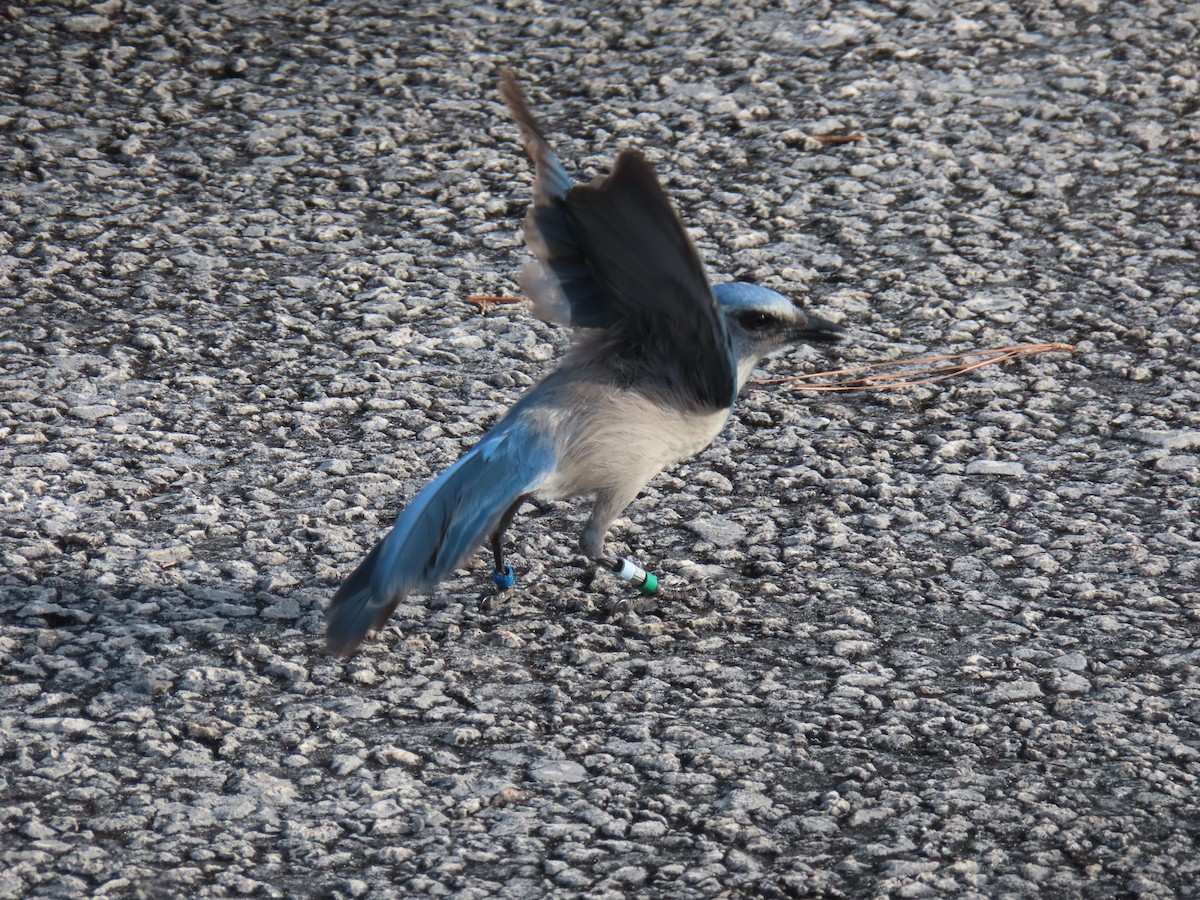 Florida Scrub-Jay - ML647239013