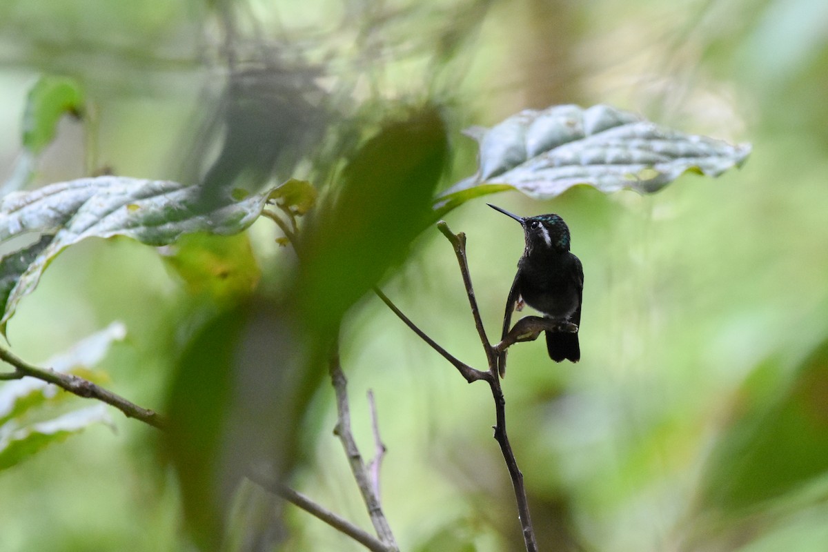 Purple-throated Mountain-gem - ML647239025