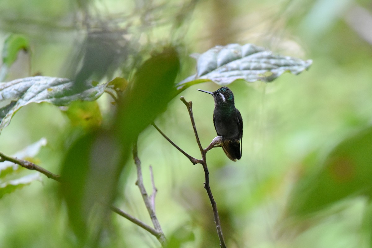 Purple-throated Mountain-gem - ML647239026