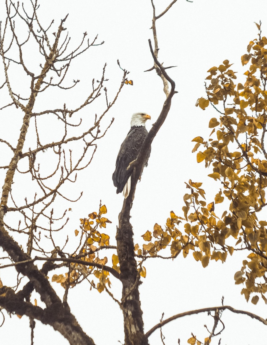 Bald Eagle - ML647239027