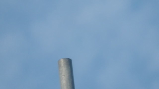 灰背隼(columbarius) - ML647239033