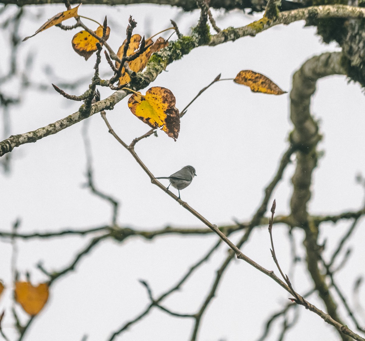 Bushtit - ML647239044
