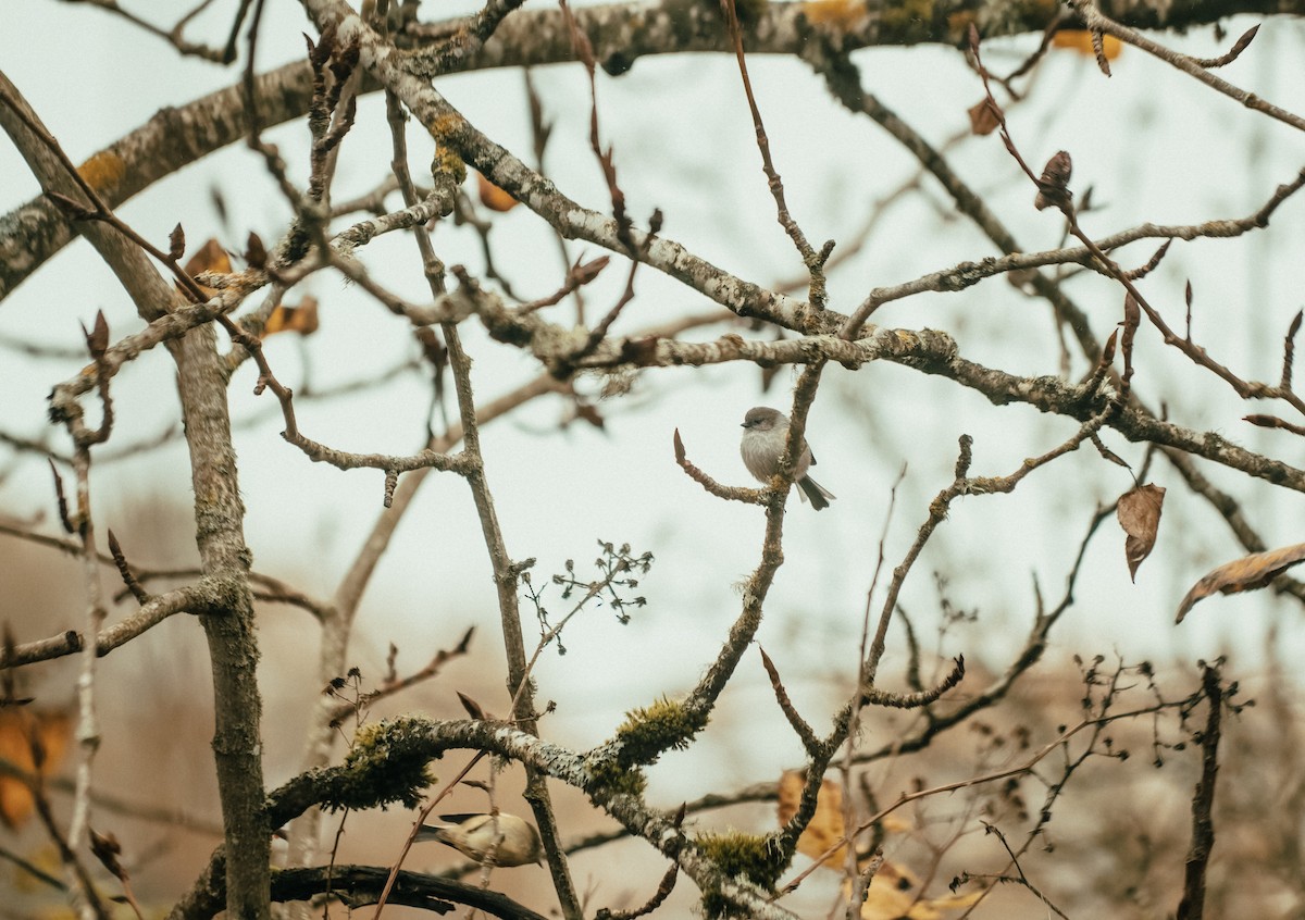 Bushtit - ML647239045