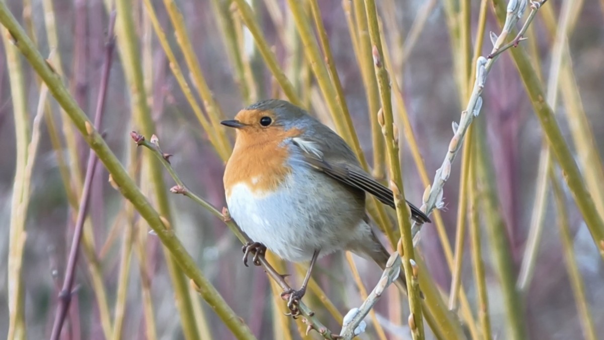 European Robin - ML647239047