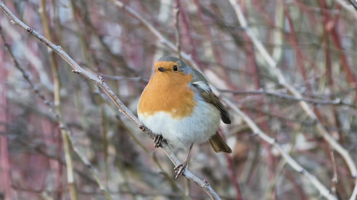European Robin - ML647239048