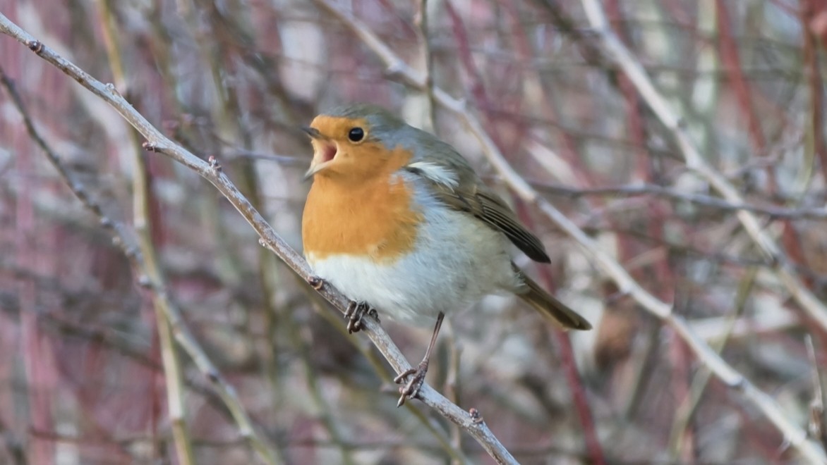 European Robin - ML647239049