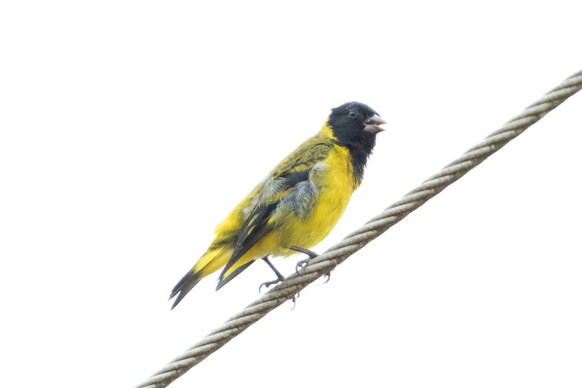 Hooded Siskin - ML647239051