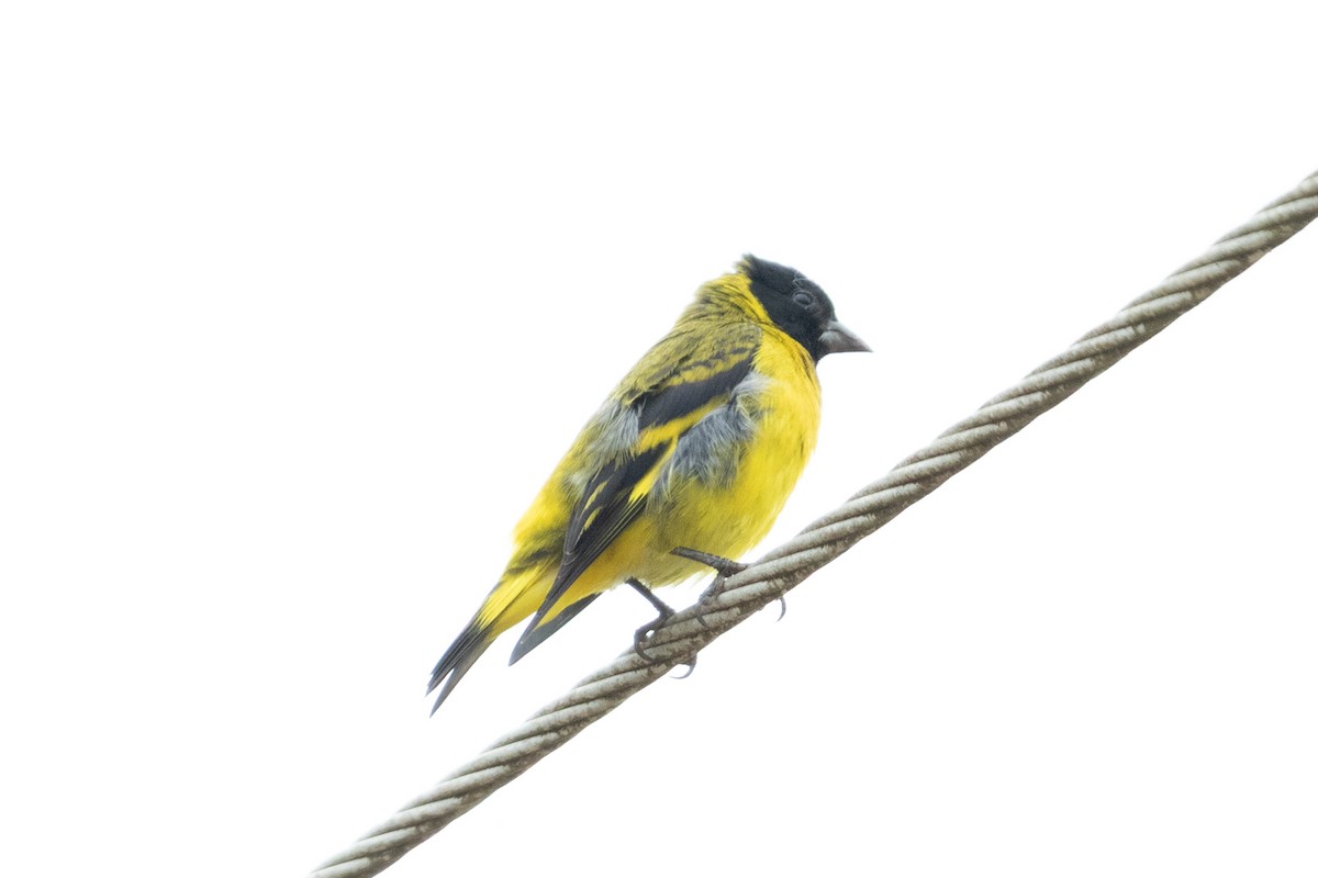 Hooded Siskin - ML647239052