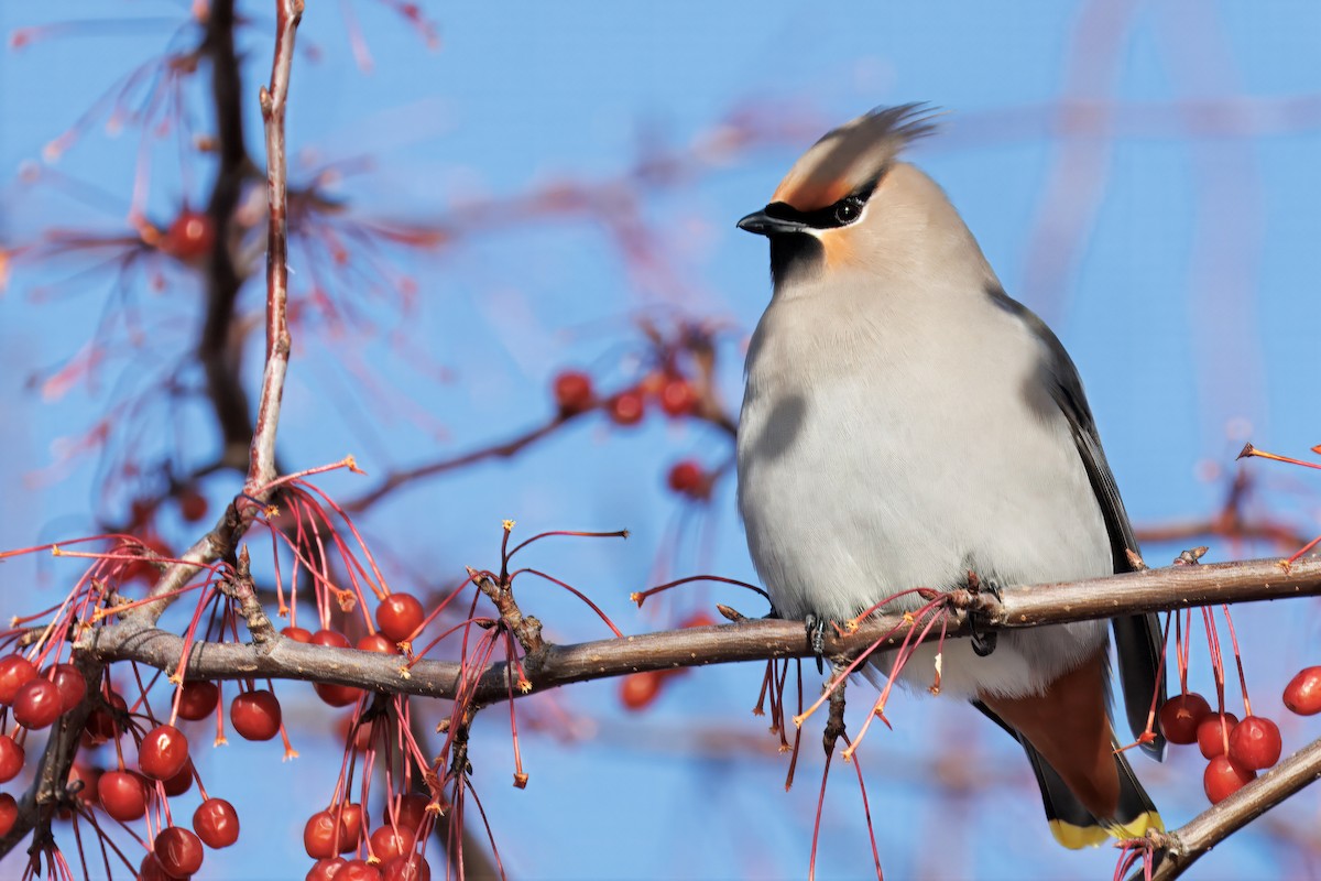 Seidenschwanz - ML647239060