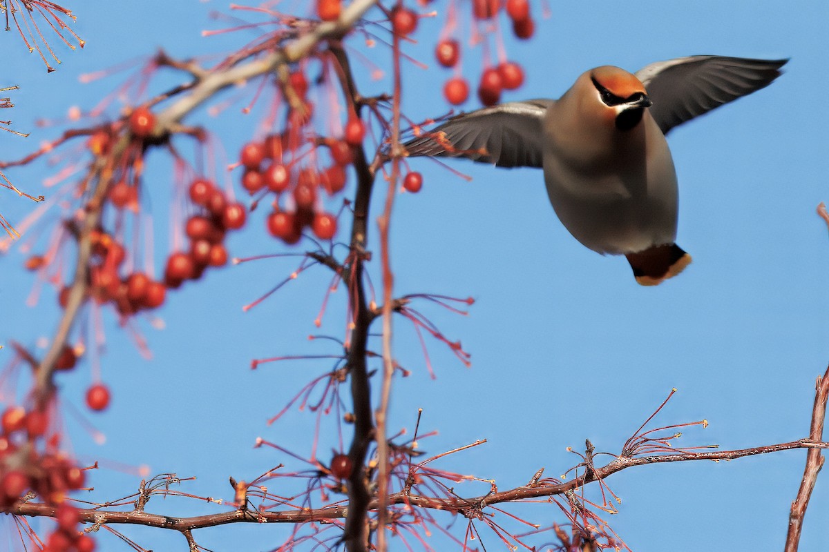 Seidenschwanz - ML647239062