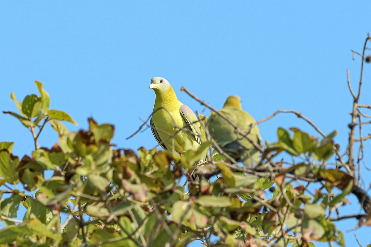 Yellow-footed Green-Pigeon - ML647239070