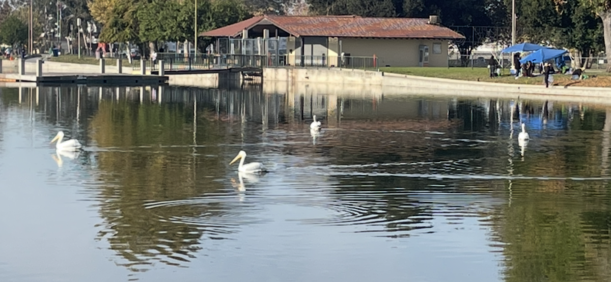 American White Pelican - ML647239072