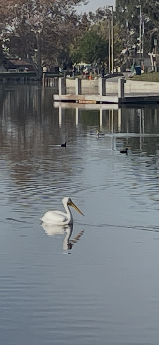 American White Pelican - ML647239077
