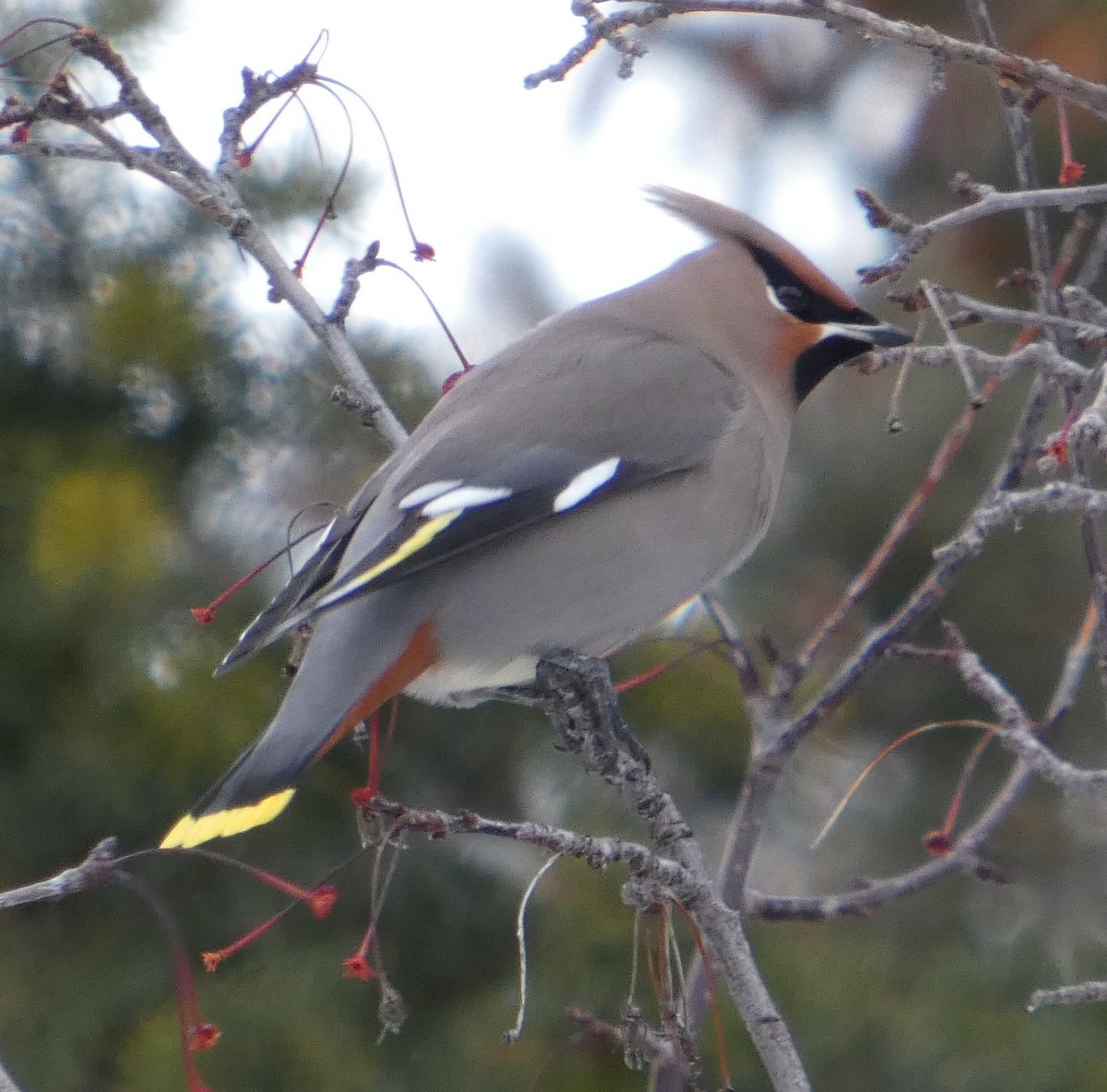 Seidenschwanz - ML647239078