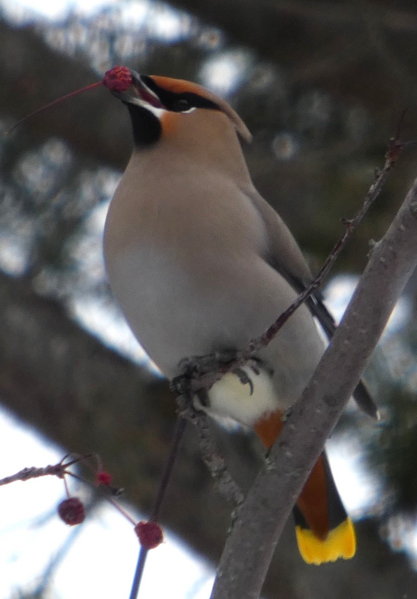 Seidenschwanz - ML647239079