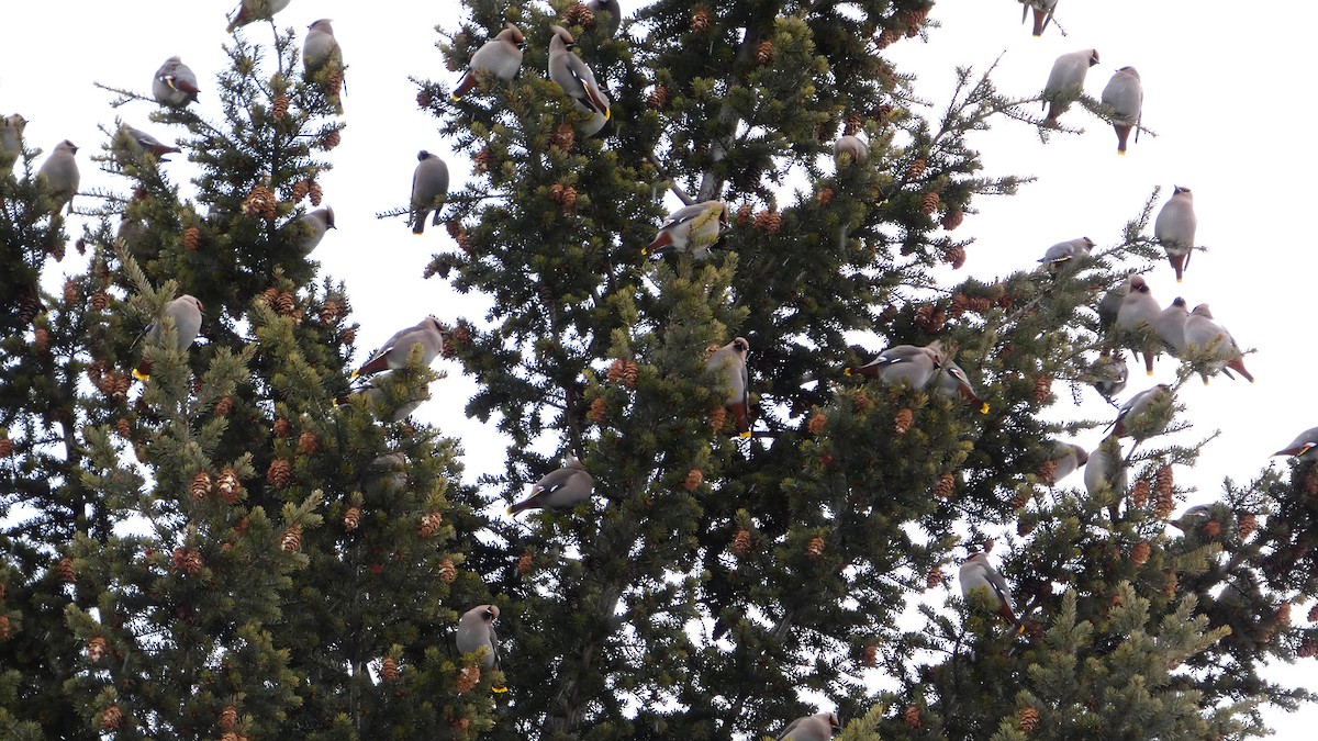 Seidenschwanz - ML647239080