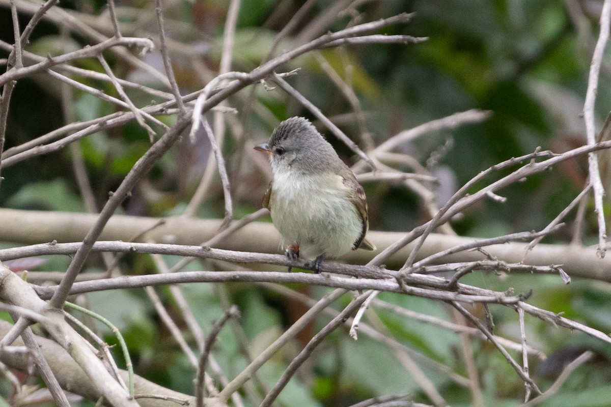 Southern Beardless-Tyrannulet - ML647239090