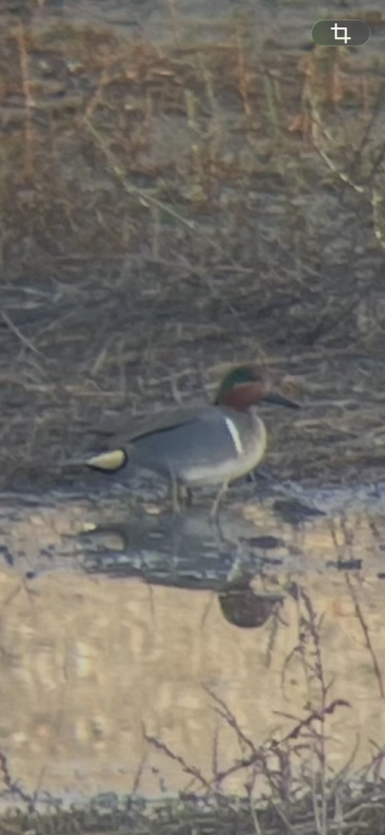 Green-winged Teal - ML647239098