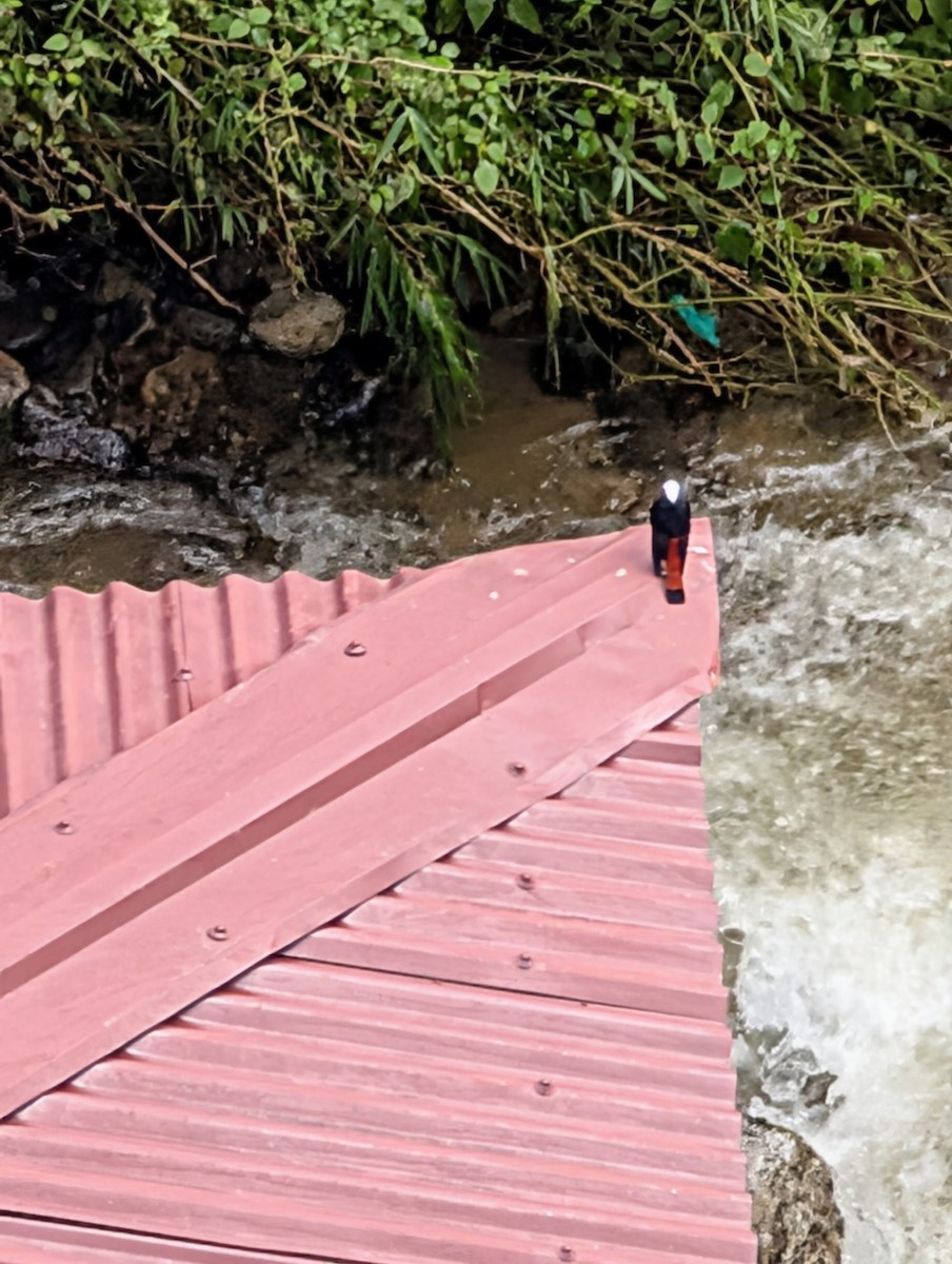White-capped Redstart - ML647239104