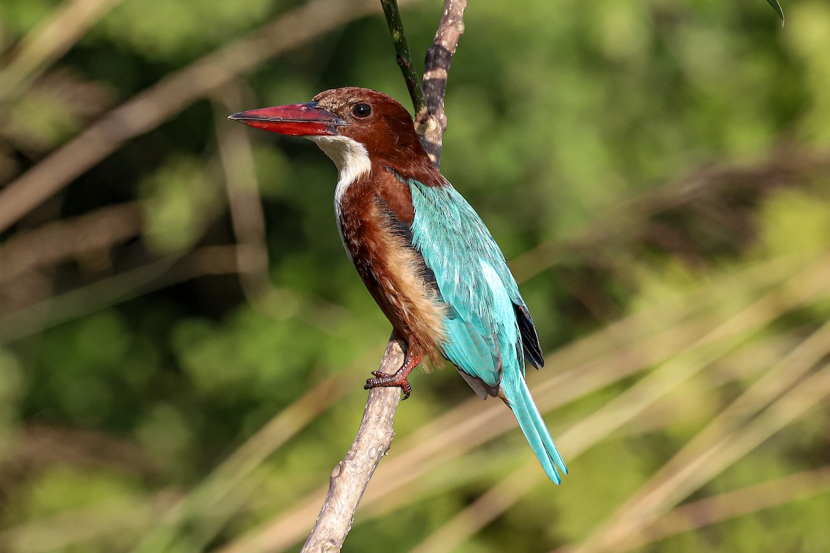 White-throated Kingfisher - ML647239108