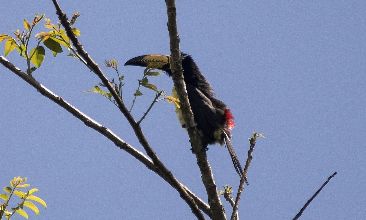 Lettered Aracari - ML647239109