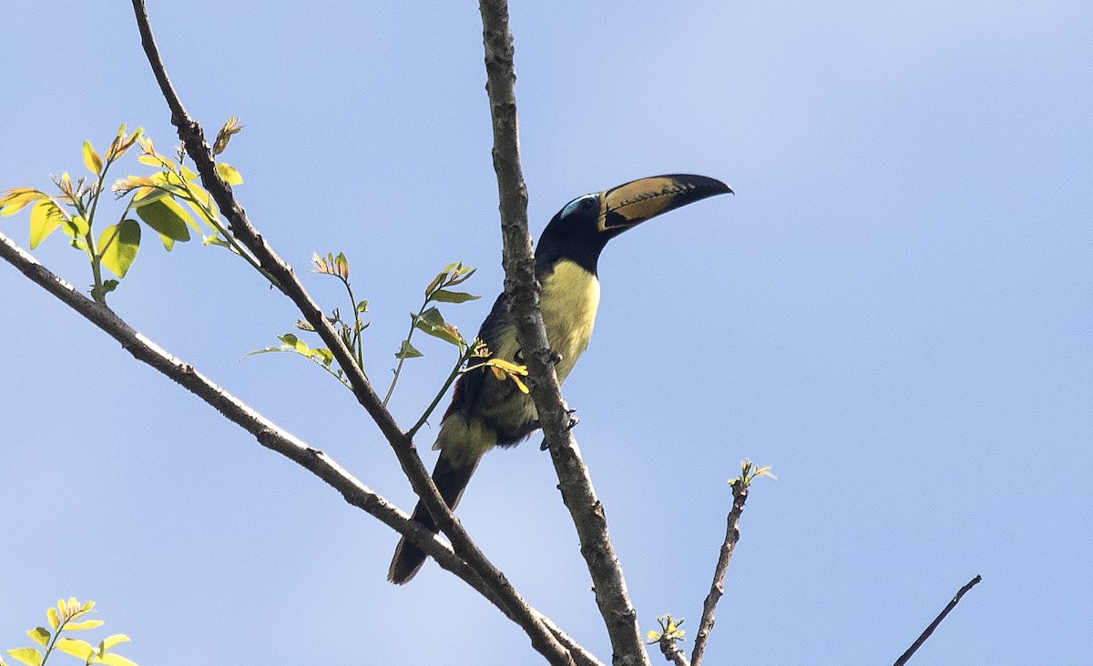 Lettered Aracari - ML647239110