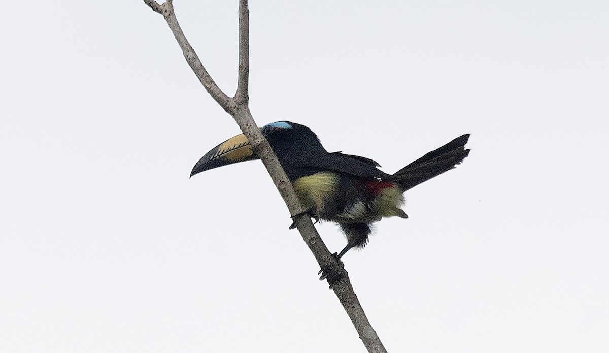 Lettered Aracari - ML647239111