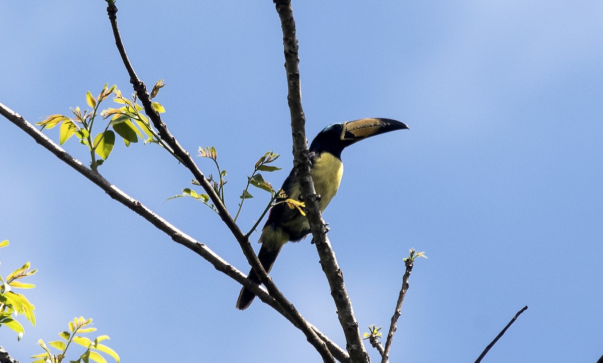 Lettered Aracari - ML647239113