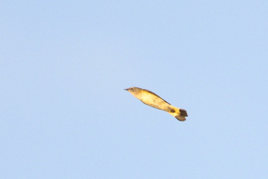 American Redstart - ML647239127