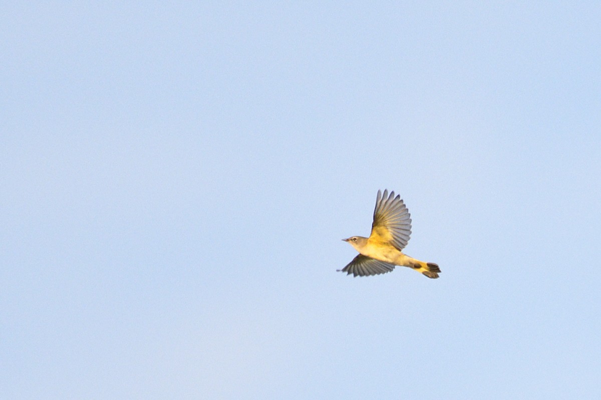 American Redstart - ML647239128