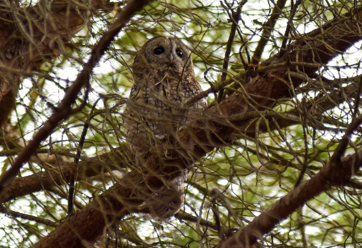 Tawny Owl - ML647239134