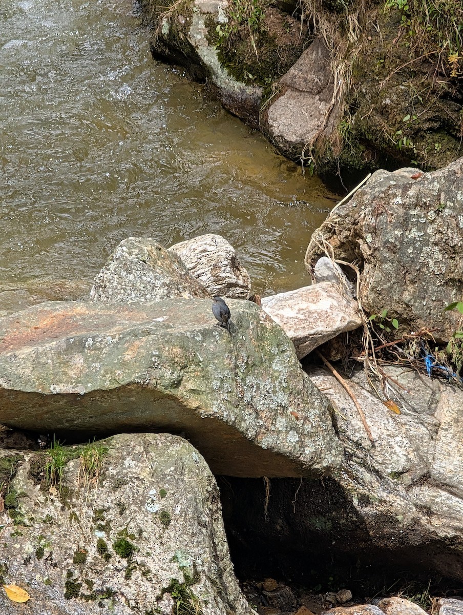 Plumbeous Redstart - ML647239151