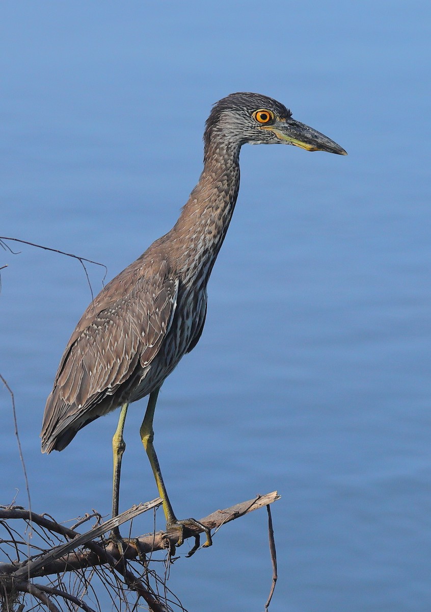 kvakoš žlutočelý - ML647239152