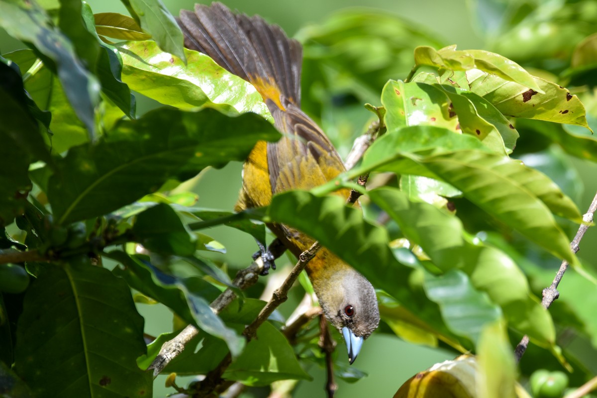 Scarlet-rumped Tanager - ML647239166