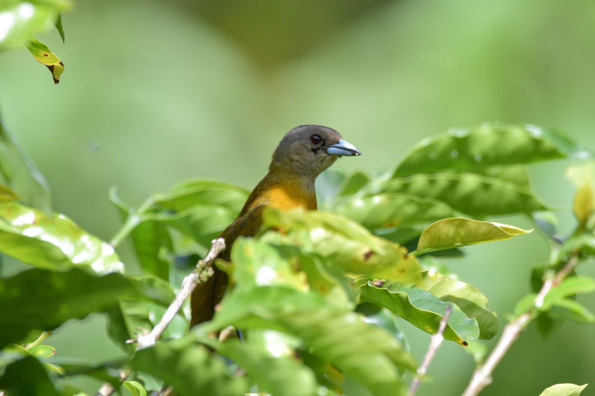 Scarlet-rumped Tanager - ML647239167
