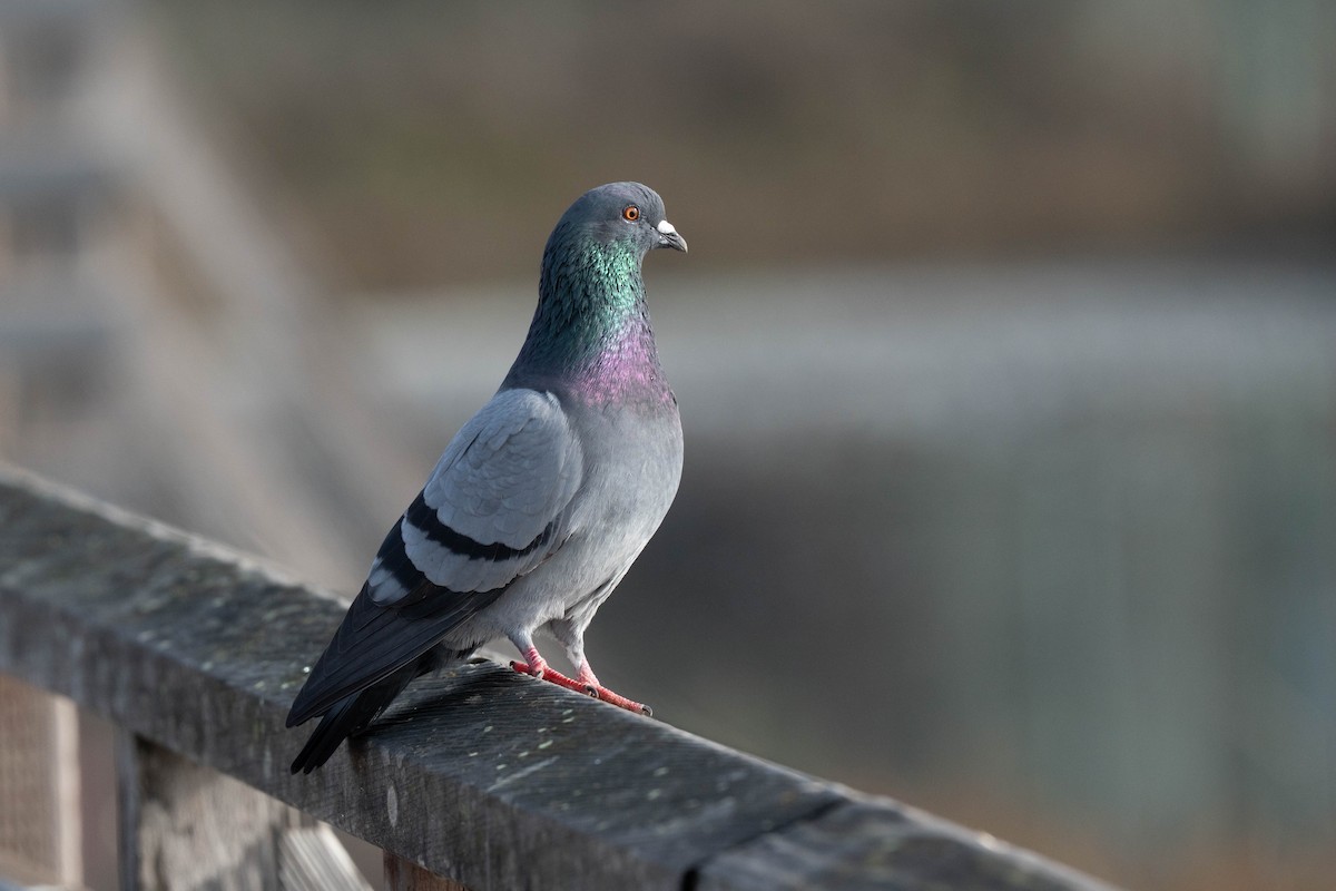 Rock Pigeon (Feral Pigeon) - ML647239182
