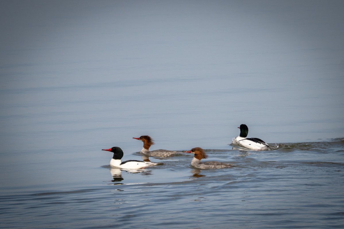 Common Merganser - ML647239185