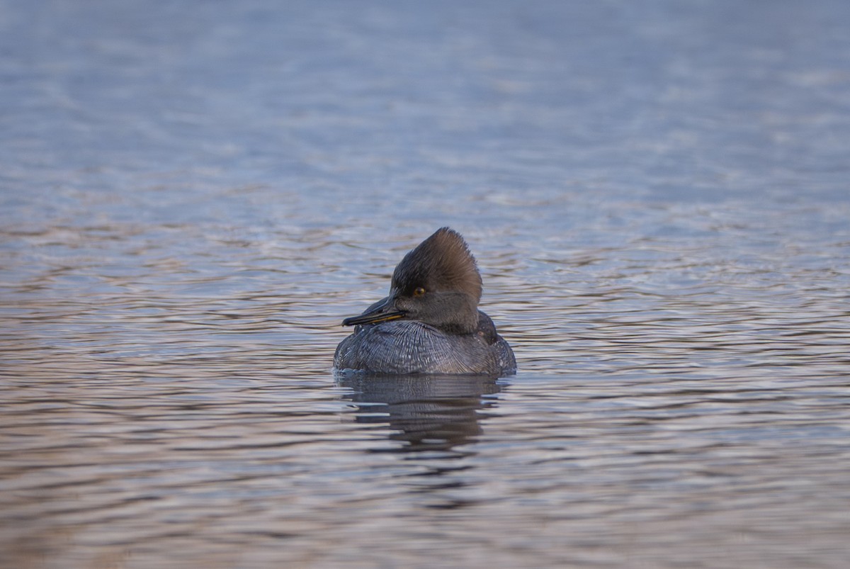 Hooded Merganser - ML647239186