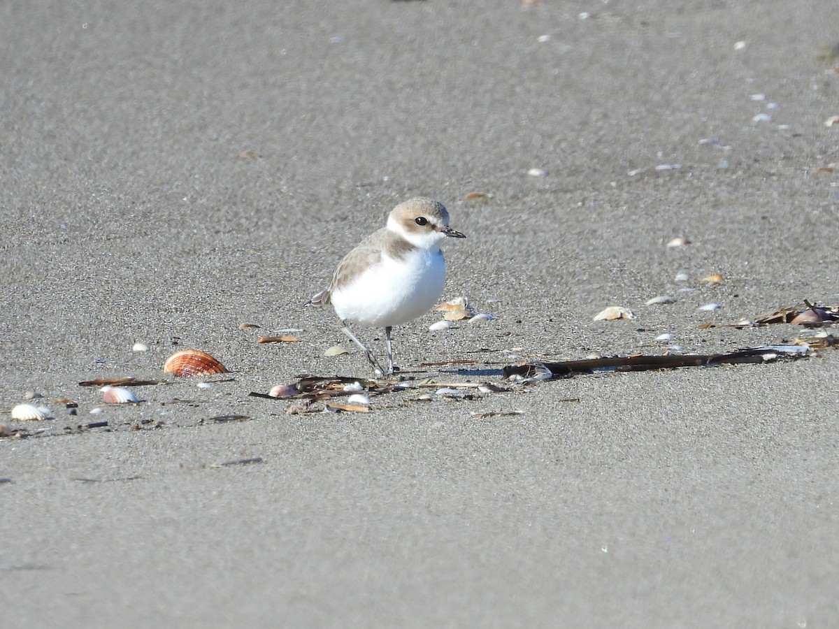 Kentish Plover - ML647239187