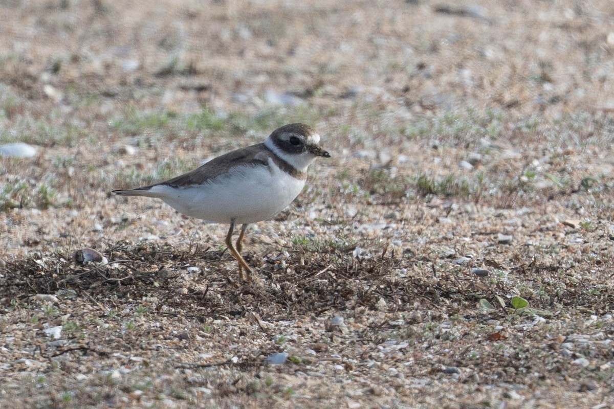 Semipalmated Plover - ML647239188
